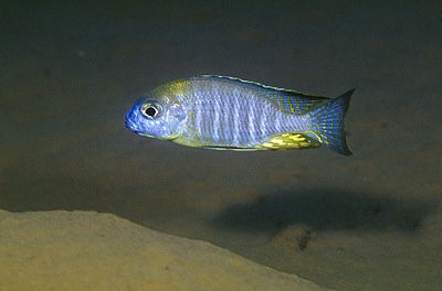 Lethrinops sp. 'nyassae' Undu Reef